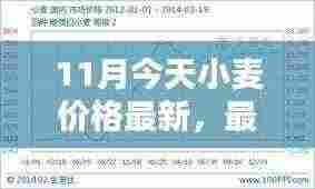 11月小麦价格走势分析，最新消息与预测