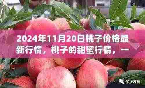 桃子甜蜜行情背后的友情与陪伴故事，2024年11月20日最新行情