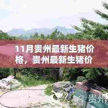 贵州最新生猪价格深度解析，特性、体验、竞品对比与用户洞察