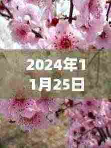 时光轻舞桃花梦，最新桃花视频的时代印记（2024年11月25日）