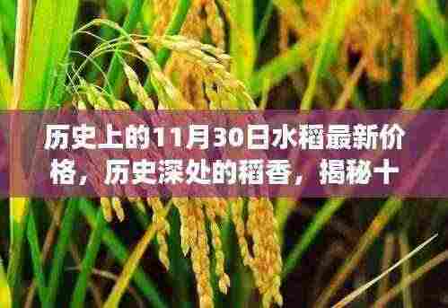 揭秘水稻价格变迁脉络，历史深处的稻香与最新价格回顾（十一月三十日特辑）