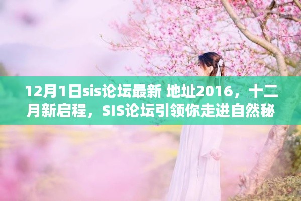 SIS论坛最新地址带你走进自然秘境，十二月新启程寻找内心的桃花源（SIS论坛活动）
