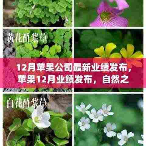 苹果12月业绩发布，探索自然之旅的激情与静谧，探索之旅启程！