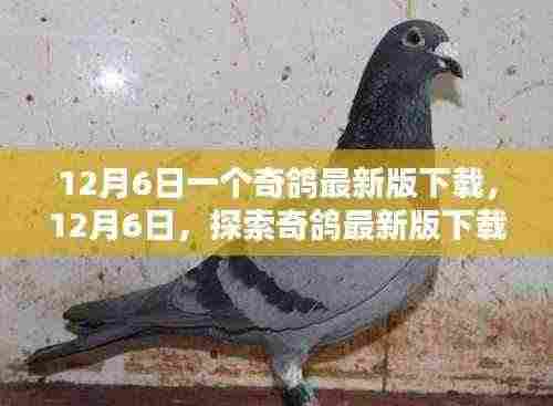 探索奇鸽最新版下载的新体验，12月6日的独特体验