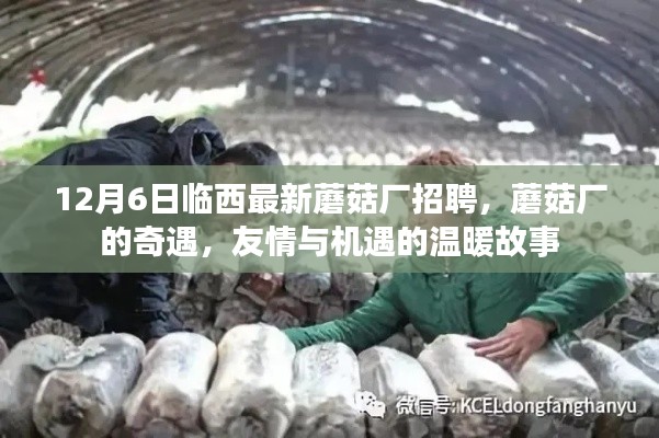 临西蘑菇厂奇遇，友情与机遇的温暖故事招聘启事
