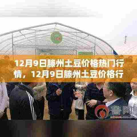 滕州土豆价格行情解析，入门指南到精通掌握（最新热门行情）
