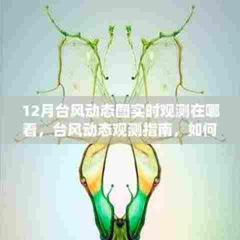 十二月台风实时观测指南，追踪台风动态图的最佳途径