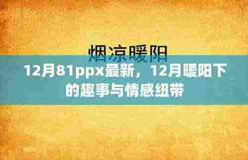12月暖阳下的趣事与情感纽带，最新分享