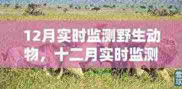 十二月野生动物实时监测，深度探究与保护行动