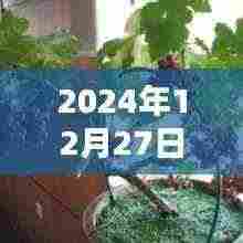 『2024年盆栽流行趋势，精选图文大赏』