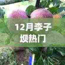 李子坝地区12月热点聚焦