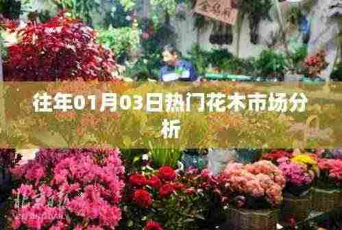 历年元旦时节热门花木市场分析