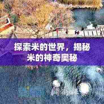 探索米的世界，揭秘米的神奇奥秘