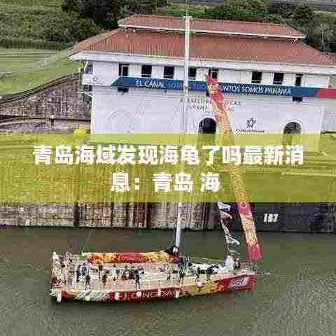 青岛海域发现海龟了吗最新消息:青岛 海