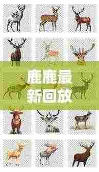 鹿鹿最新回放黑粉：鹿鹿个人资料 