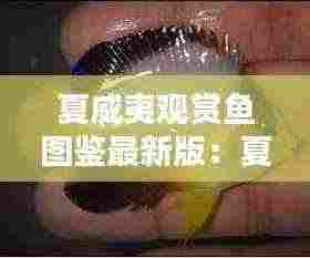 夏威夷观赏鱼图鉴最新版：夏威夷海水鱼 