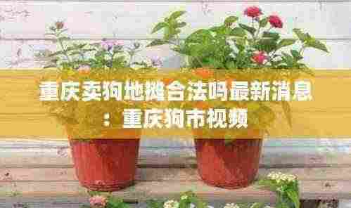 重庆卖狗地摊合法吗最新消息：重庆狗市视频 