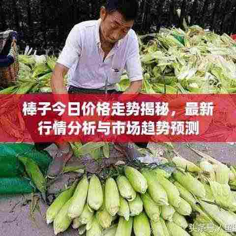 棒子今日价格走势揭秘，最新行情分析与市场趋势预测
