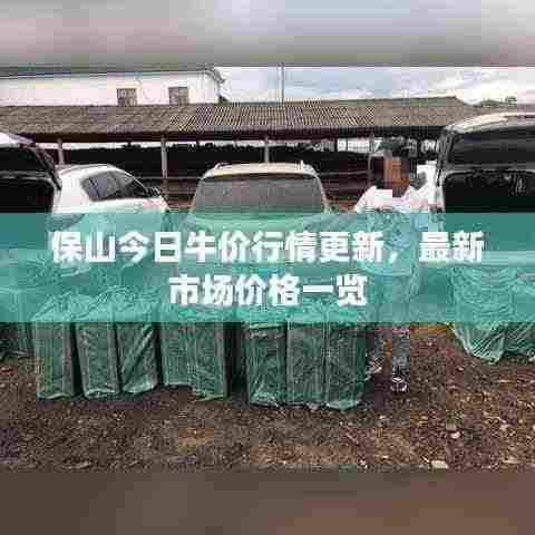 保山今日牛价行情更新，最新市场价格一览