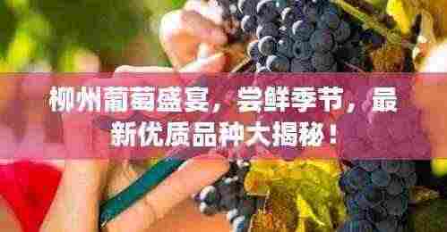 柳州葡萄盛宴，尝鲜季节，最新优质品种大揭秘！