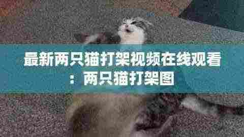 最新两只猫打架视频在线观看：两只猫打架图 