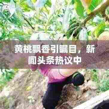 黄桃飘香引瞩目，新闻头条热议中