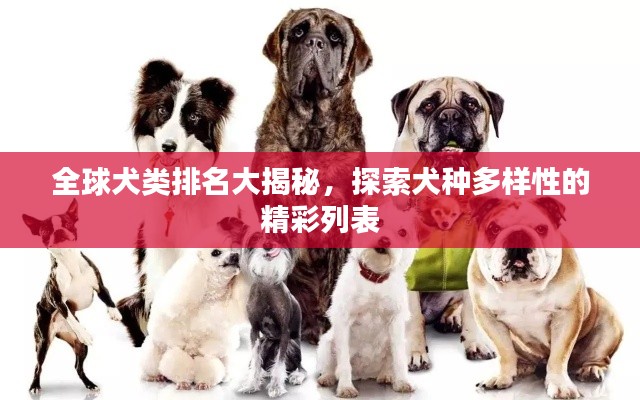 全球犬类排名大揭秘，探索犬种多样性的精彩列表