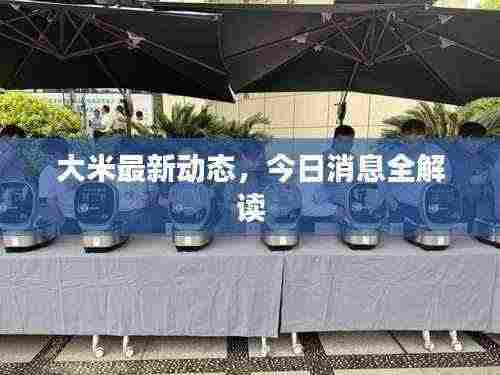 大米最新动态，今日消息全解读