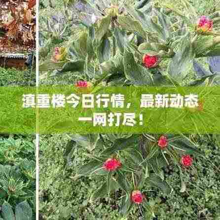 滇重楼今日行情，最新动态一网打尽！