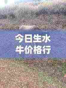 今日生水牛价格行情一网打尽