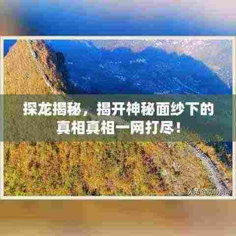 探龙揭秘，揭开神秘面纱下的真相真相一网打尽！