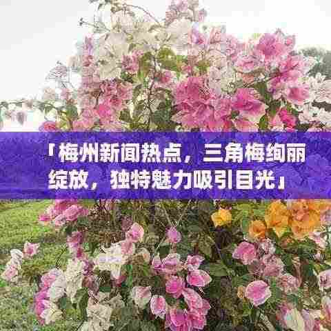 「梅州新闻热点，三角梅绚丽绽放，独特魅力吸引目光」