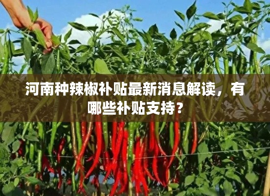 河南种辣椒补贴最新消息解读，有哪些补贴支持？