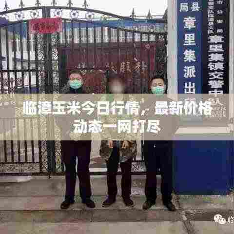 临漳玉米今日行情，最新价格动态一网打尽