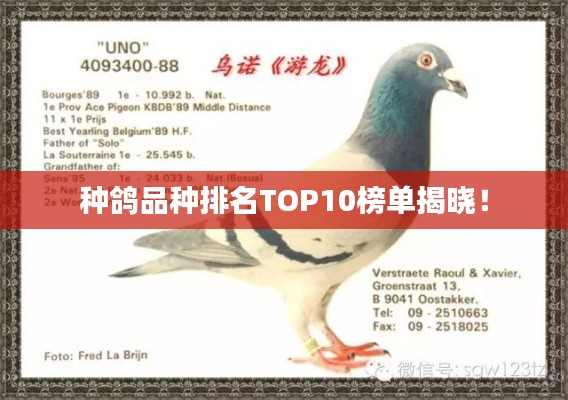 种鸽品种排名TOP10榜单揭晓！