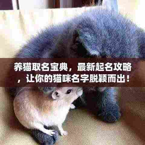 养猫取名宝典，最新起名攻略，让你的猫咪名字脱颖而出！