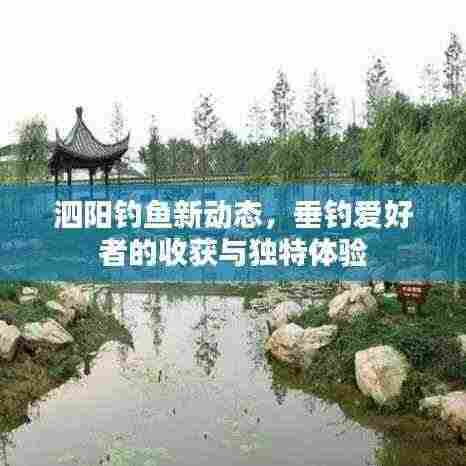 泗阳钓鱼新动态，垂钓爱好者的收获与独特体验