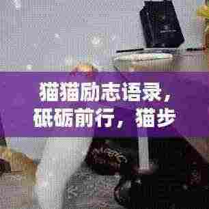 猫猫励志语录，砥砺前行，猫步不停！