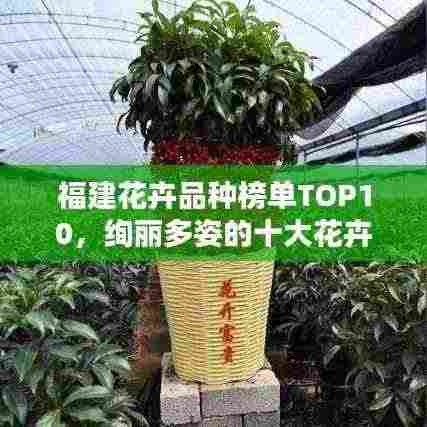 福建花卉品种榜单TOP10，绚丽多姿的十大花卉推荐