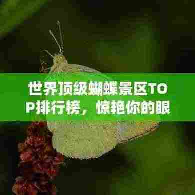 世界顶级蝴蝶景区TOP排行榜，惊艳你的眼球！