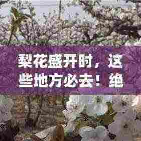 梨花盛开时，这些地方必去！绝美旅游攻略
