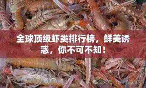 全球顶级虾类排行榜，鲜美诱惑，你不可不知！
