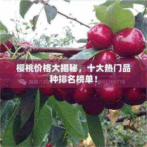 樱桃价格大揭秘，十大热门品种排名榜单！