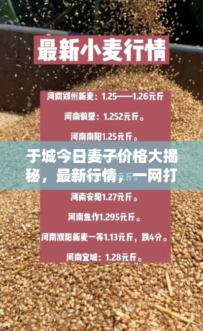 于城今日麦子价格大揭秘，最新行情，一网打尽！