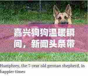 嘉兴狗狗温暖瞬间，新闻头条带你感受萌宠温情时刻