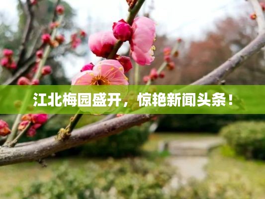 江北梅园盛开，惊艳新闻头条！