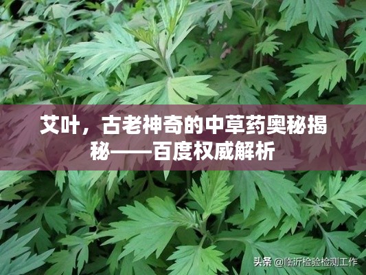 艾叶，古老神奇的中草药奥秘揭秘——百度权威解析