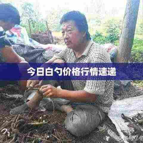 今日白勺价格行情速递