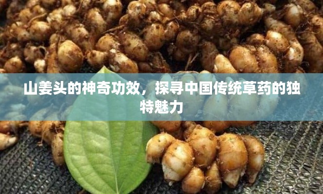 山姜头的神奇功效，探寻中国传统草药的独特魅力