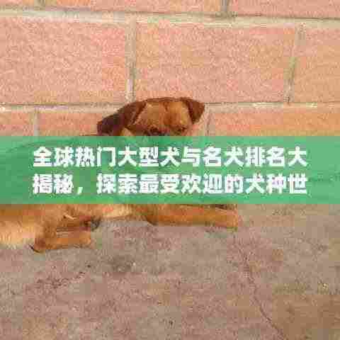 全球热门大型犬与名犬排名大揭秘，探索最受欢迎的犬种世界
